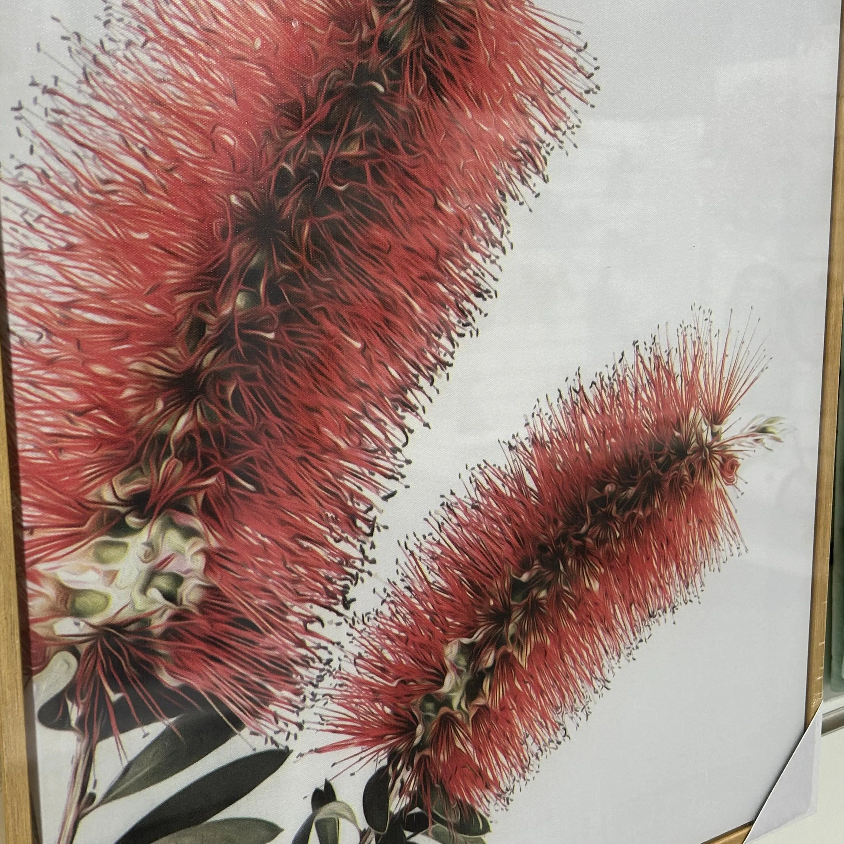Australian Flora Canvas