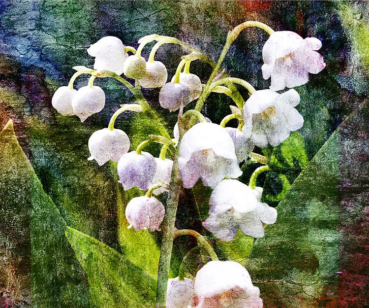 Birthday Blossoms Wall Art - Lilly of the Valley