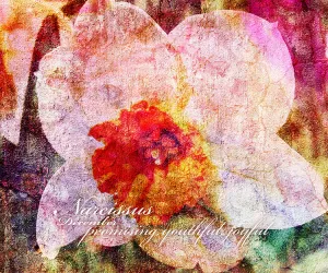 Birthday Blossoms Wall Art - Narcissus, with characteristic descriptions