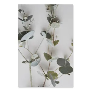 Botanical Eucalyptus Leaves Modern Canvas Paintings Posters and Prints Interior for Living Room Hallway Home Decor No Frame