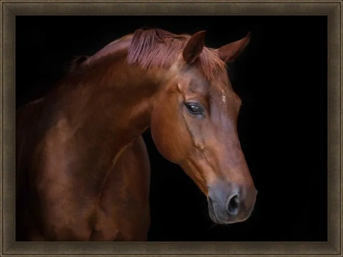 Chestnut Canvas