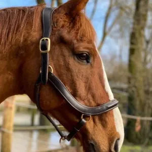 Eco Rider Freedom Leather Headcollar - Handcrafted Anatomic Design Pure Comfort