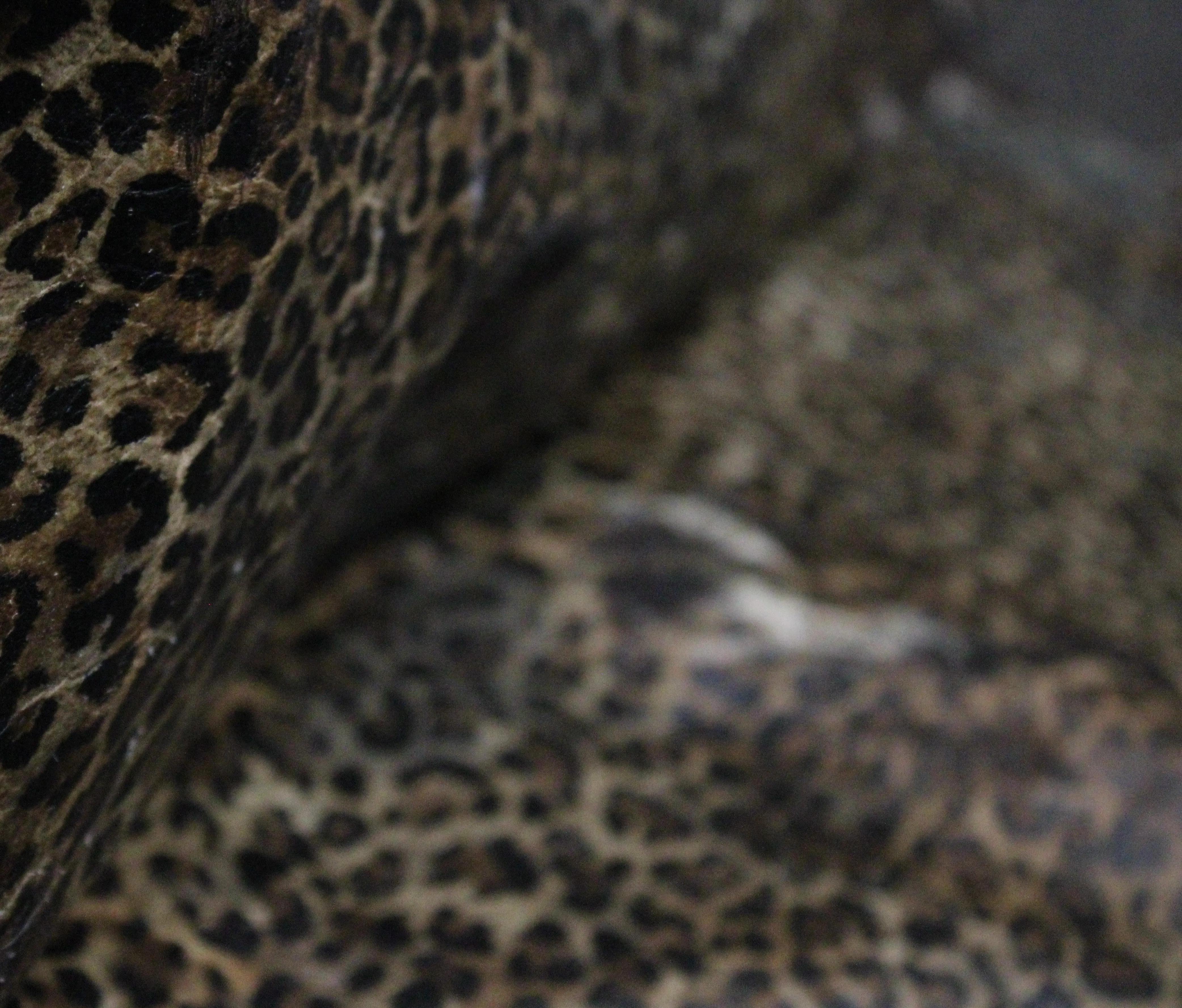 Leopard Print on Brown  COWHIDE -85x60 INCHES - Premium Cowhide
