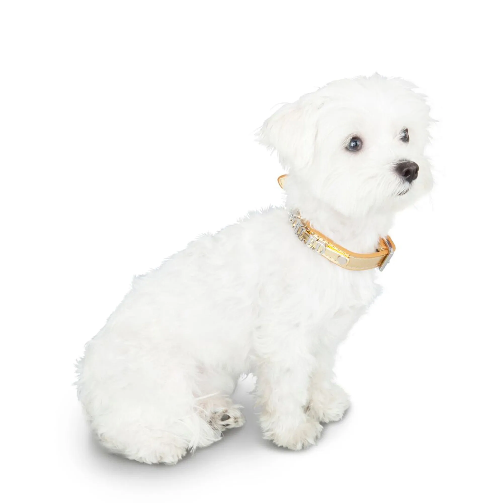 Luxe Dog Collar