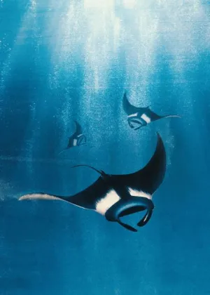 Manta Ray Canva Print (no poster)