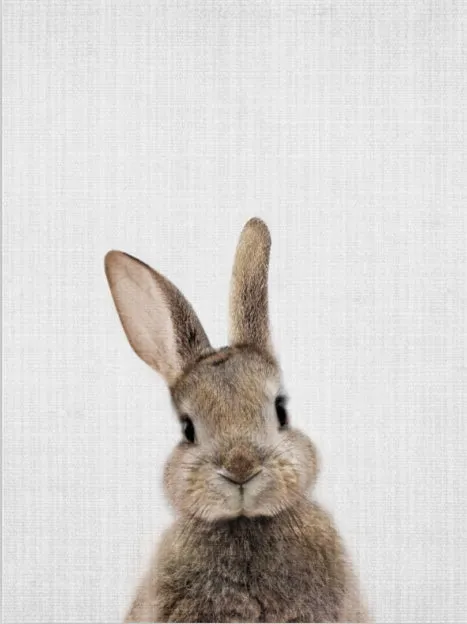 Rabbit Tail Bunny Wall Art