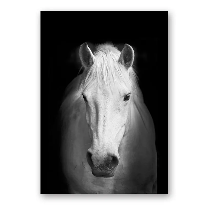 Wildlife Africa Wild Animals Black White Wall Art
