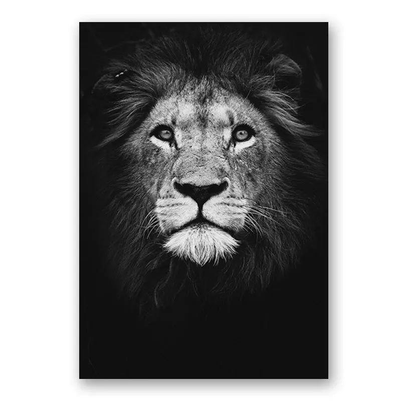Wildlife Africa Wild Animals Black White Wall Art