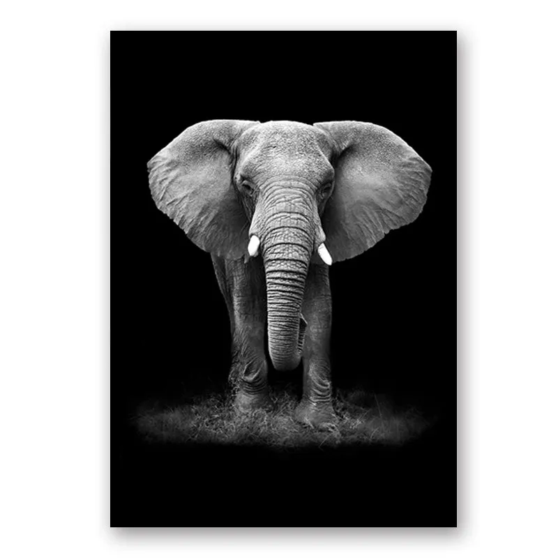 Wildlife Africa Wild Animals Black White Wall Art