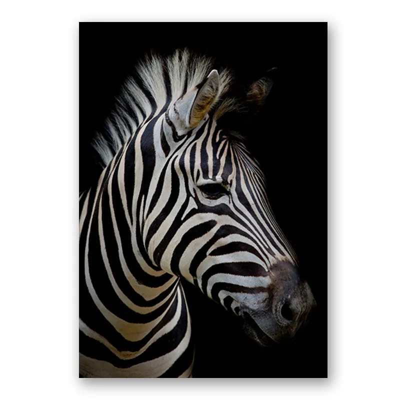 Wildlife Africa Wild Animals Black White Wall Art
