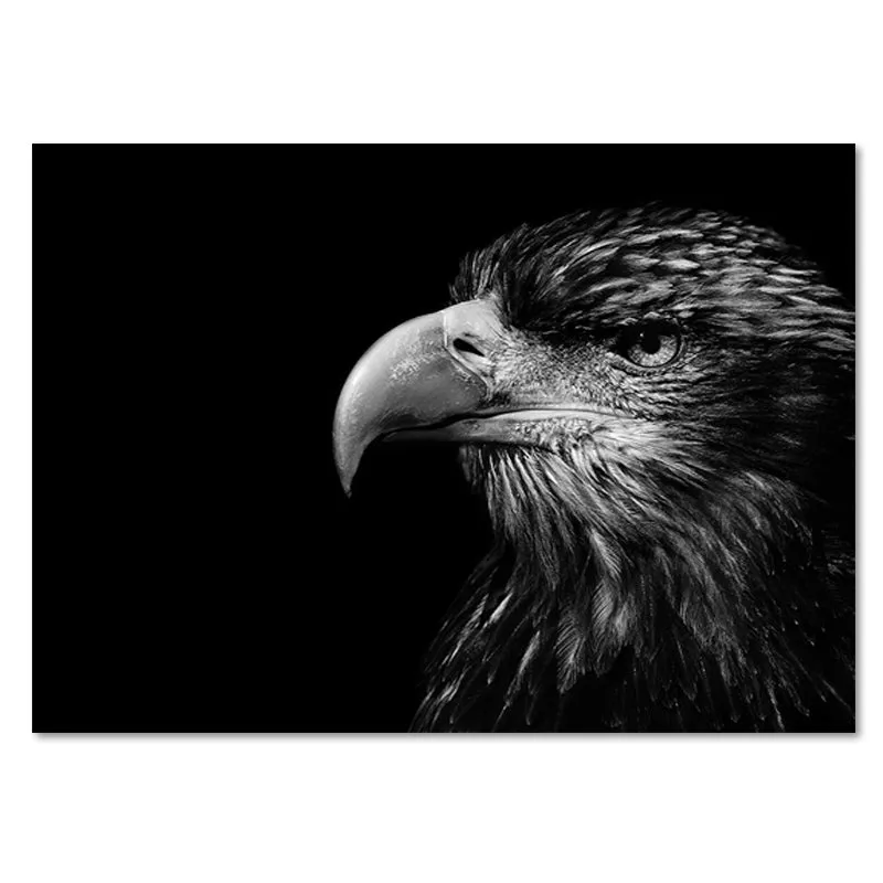 Wildlife Africa Wild Animals Black White Wall Art