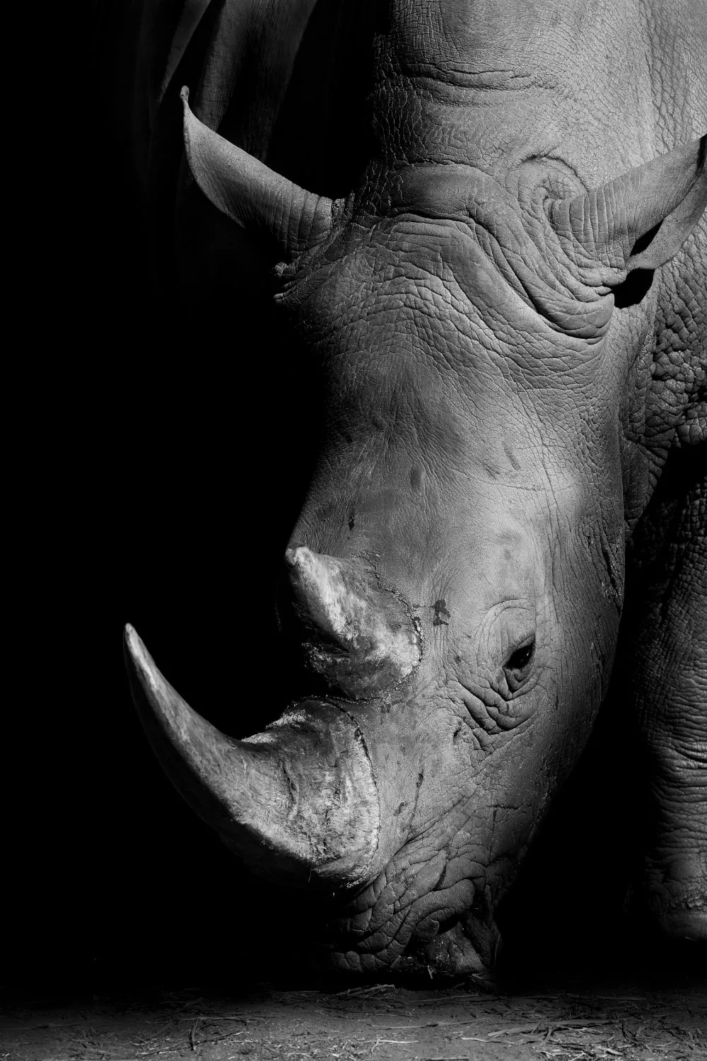 Wildlife Africa Wild Animals Black White Wall Art