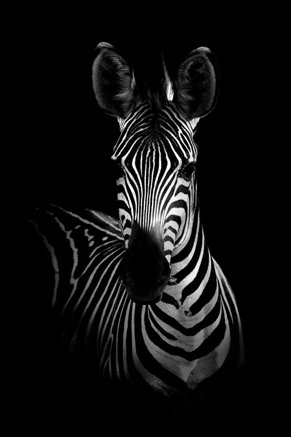 Wildlife Africa Wild Animals Black White Wall Art