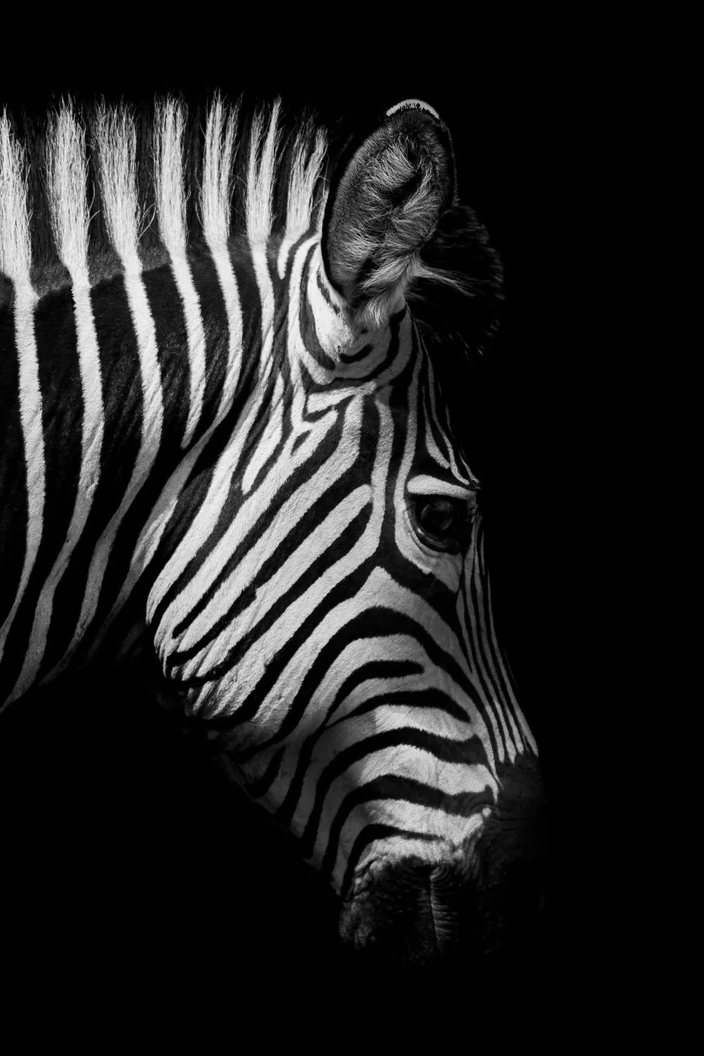 Wildlife Africa Wild Animals Black White Wall Art